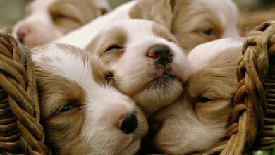 Baby:Ysm0u9nqtzk= Puppies