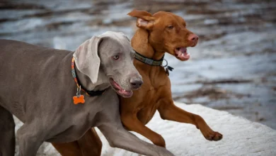 Vizsla:Xqobjz0abj0= Weimaraner