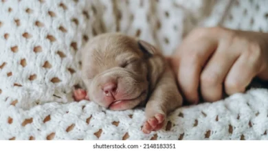 Baby:Ysm0u9nqtzk= Puppy